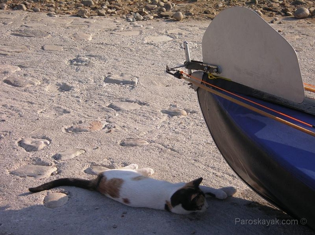 Cats & sea kayaking