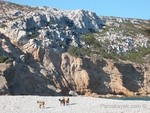 Goats in the beach